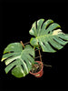 Monstera Tiger Thai constellation