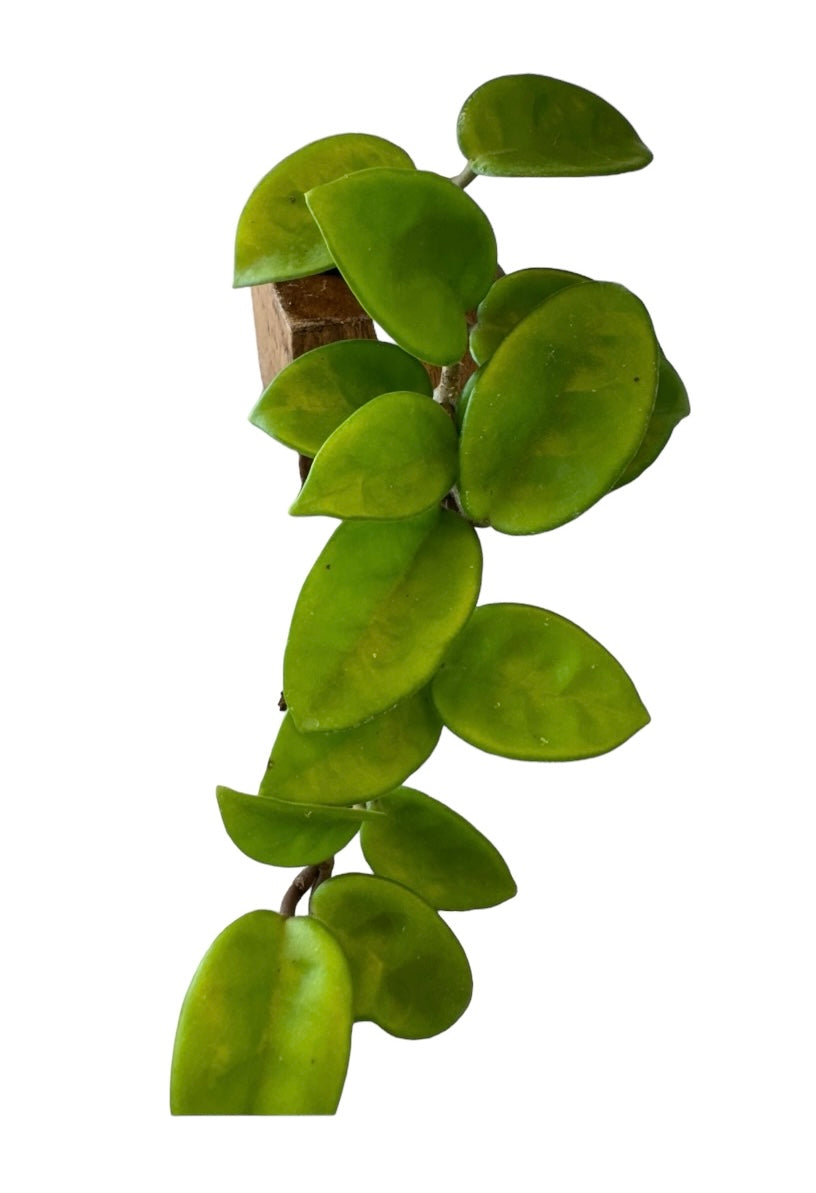 Hoya Carosa krinkle 8