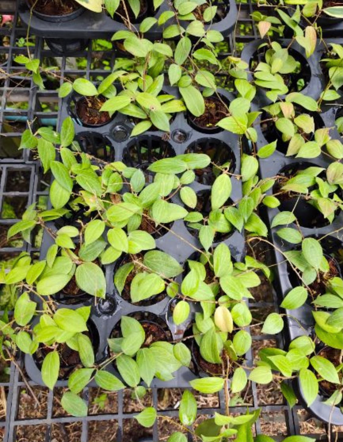Hoya Finchii