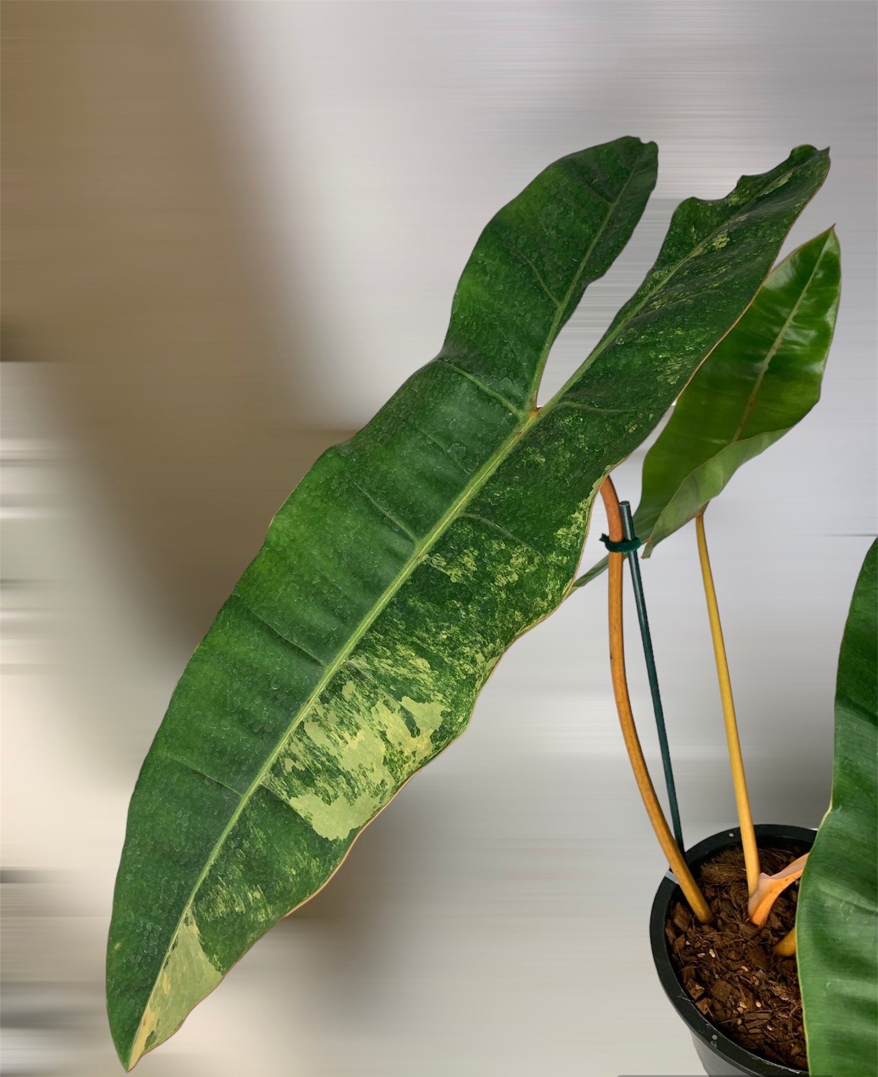 Philodendron Billietia Variegated Large 4 leafers