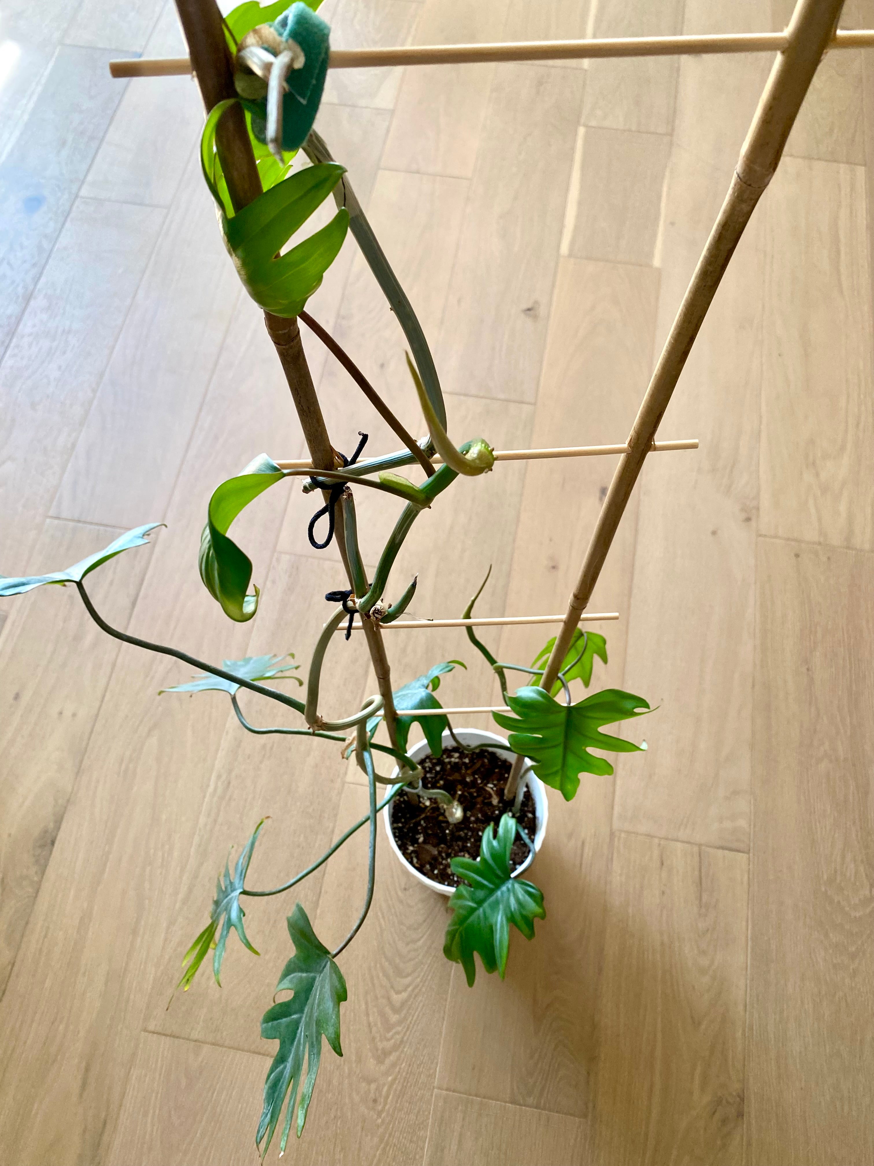 Philodendron Mayoi 40” tall