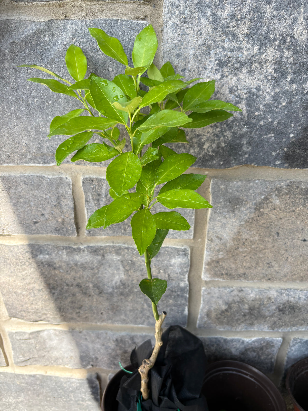 Japanese Lemon Yuzu tree small