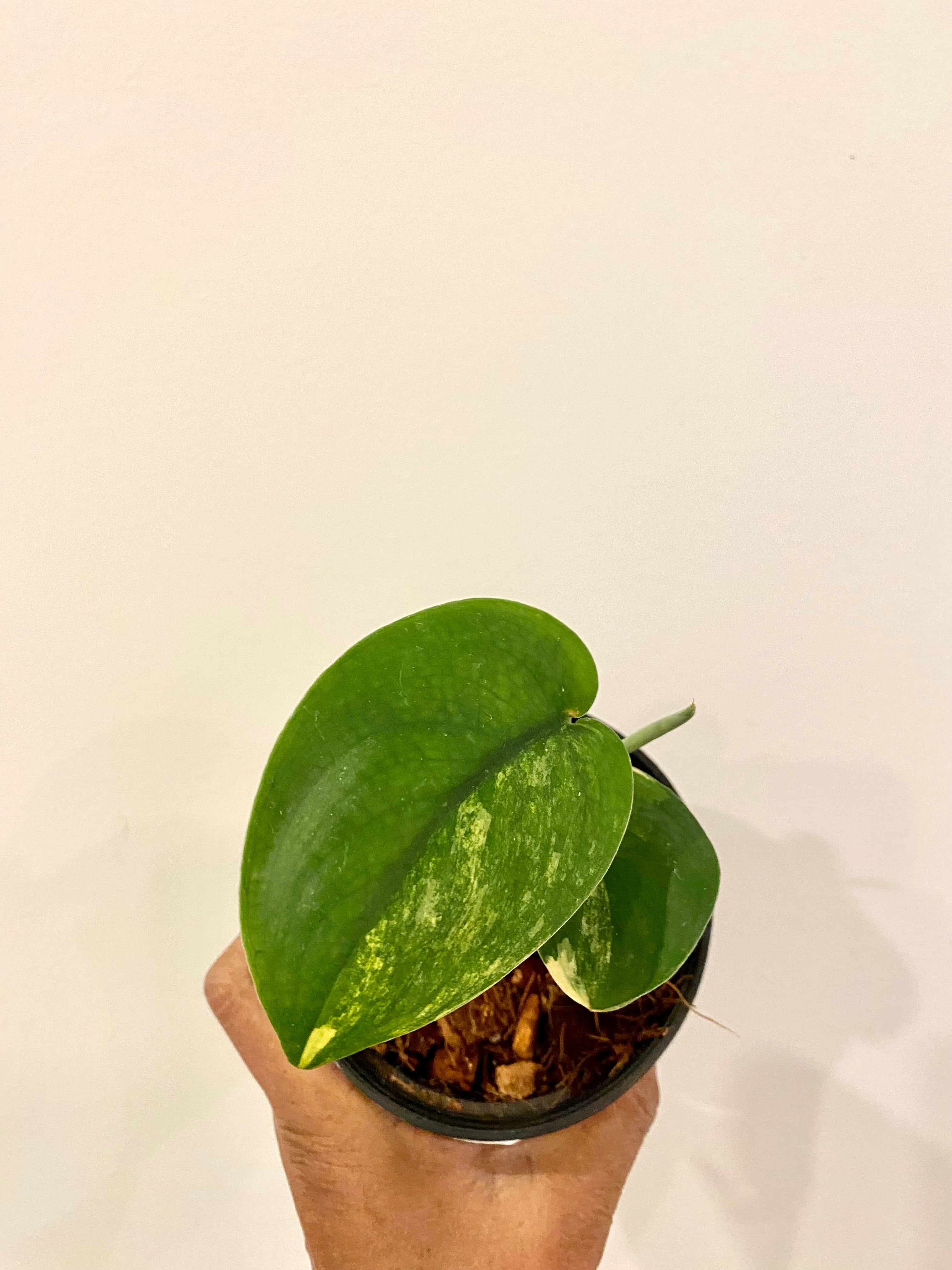 Scindapsis Jade Satin Variegated