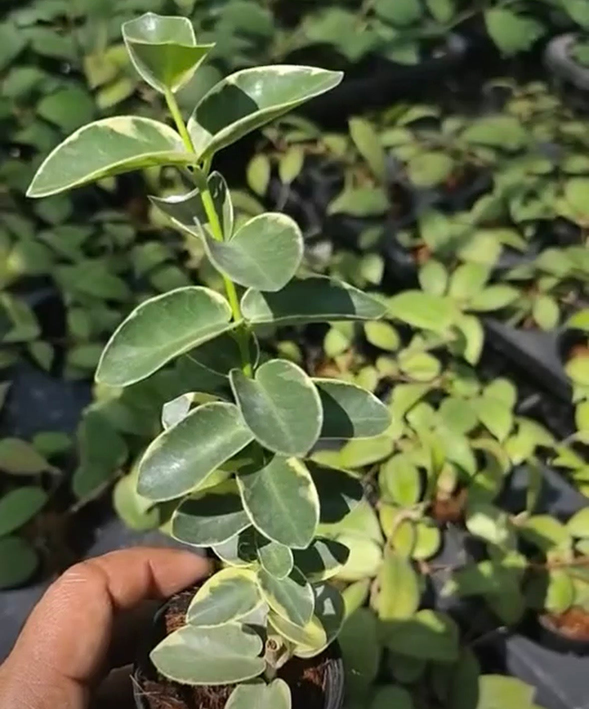 Hoya Cummingiara Albo variegated