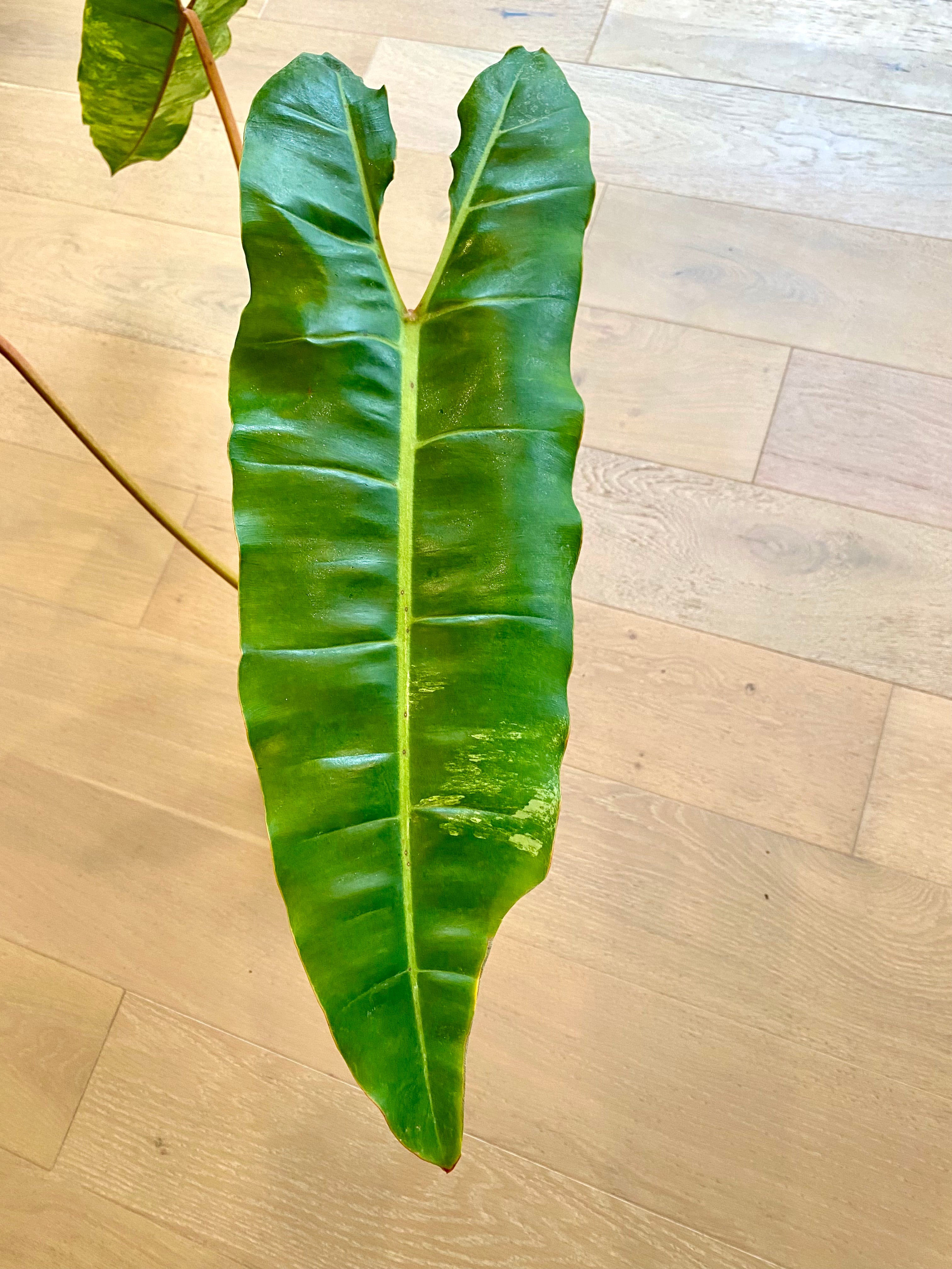 Philodendron Billietia variegated X-Large 3 leafers