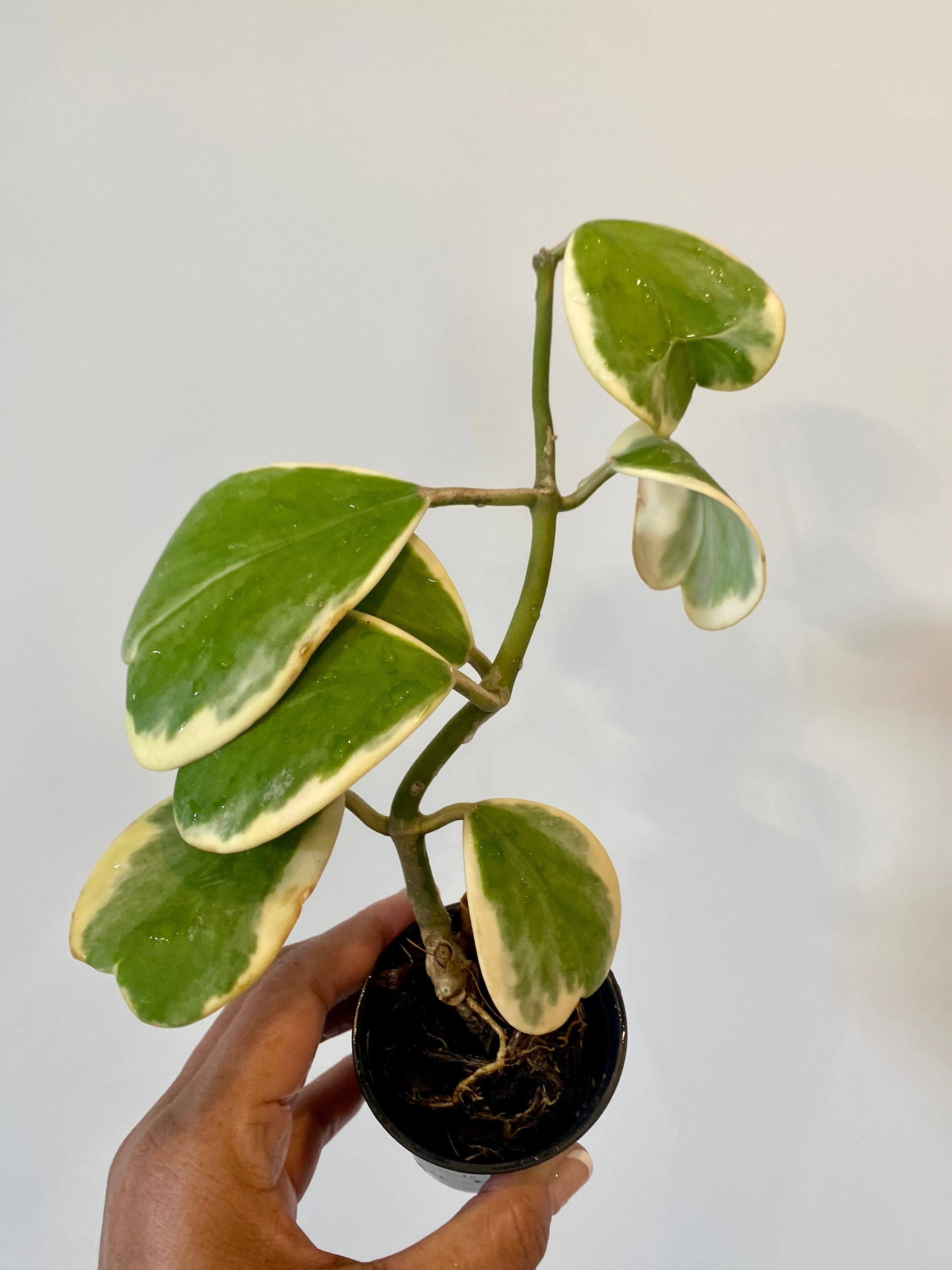 Hoya Kerri Heart Variegated