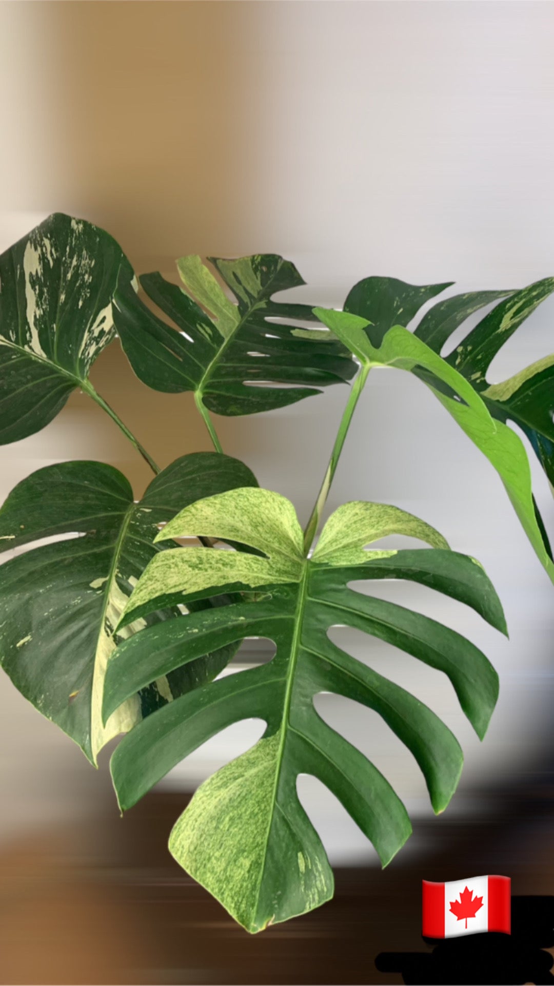 Monstera Deliciosa Mint Variegated Large 5 leafers