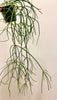 Rhipsalis Floccosa