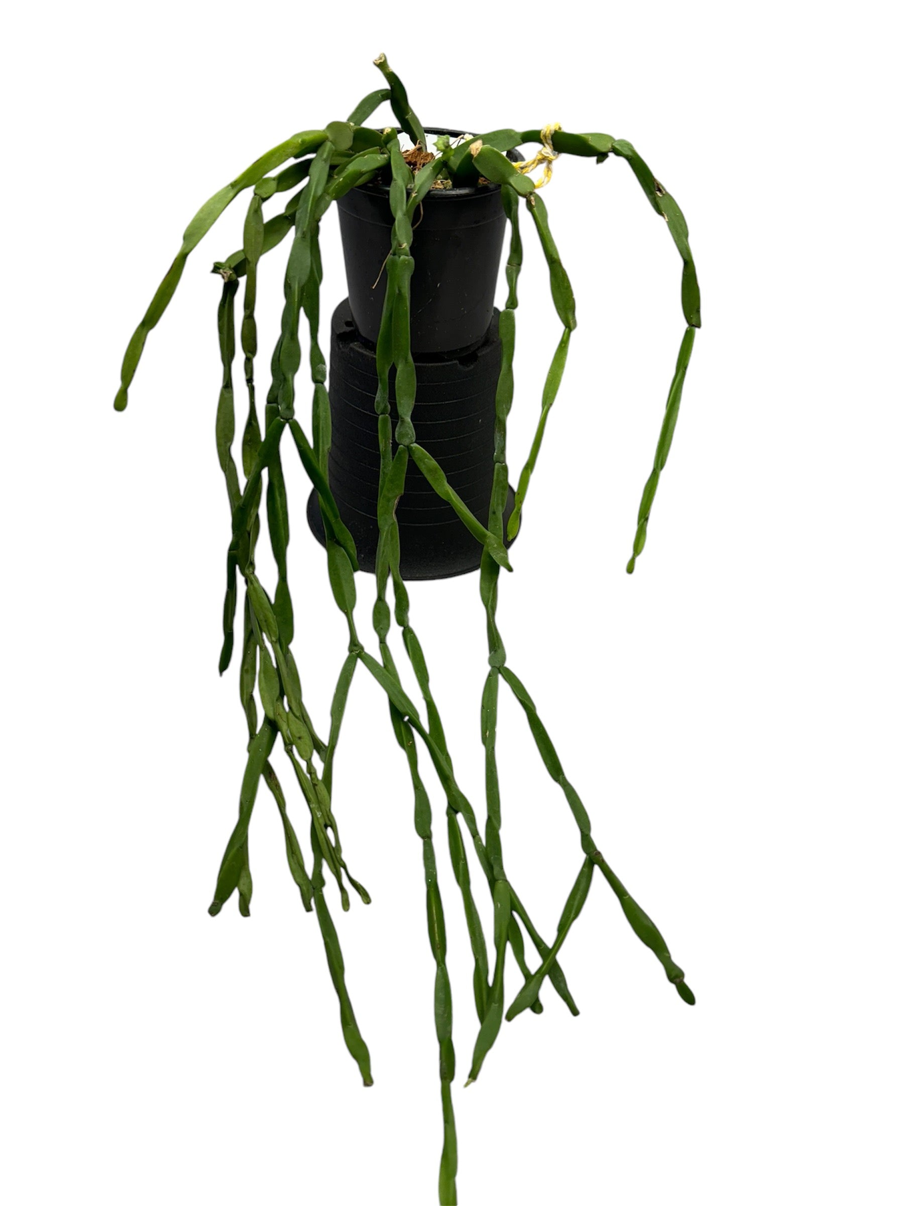 Rhipsalis Paradoxa