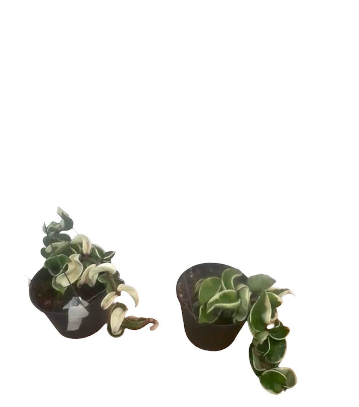 Hoya Compacta Hidu Rope variegated