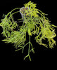 Load image into Gallery viewer, Rhipsalis Cereuscula