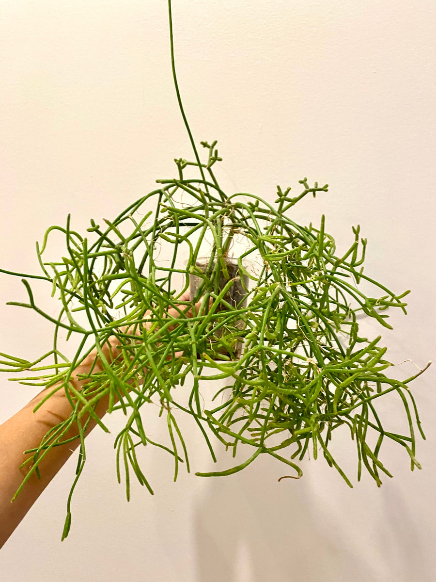 Rhipsalis Trigona small – JBB Exotic Plants