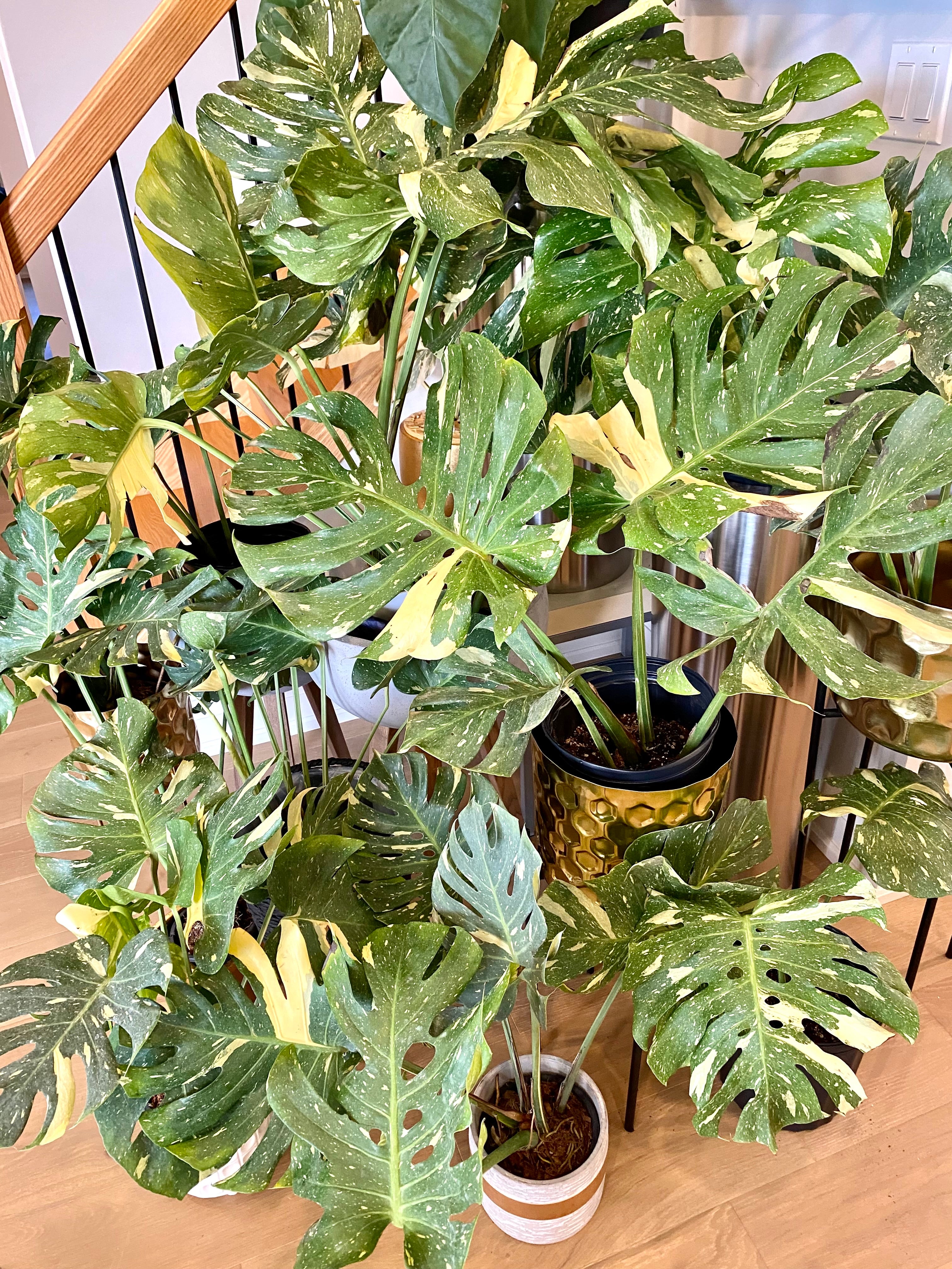 Monstera Thai Constellation ExLarge size( large form)