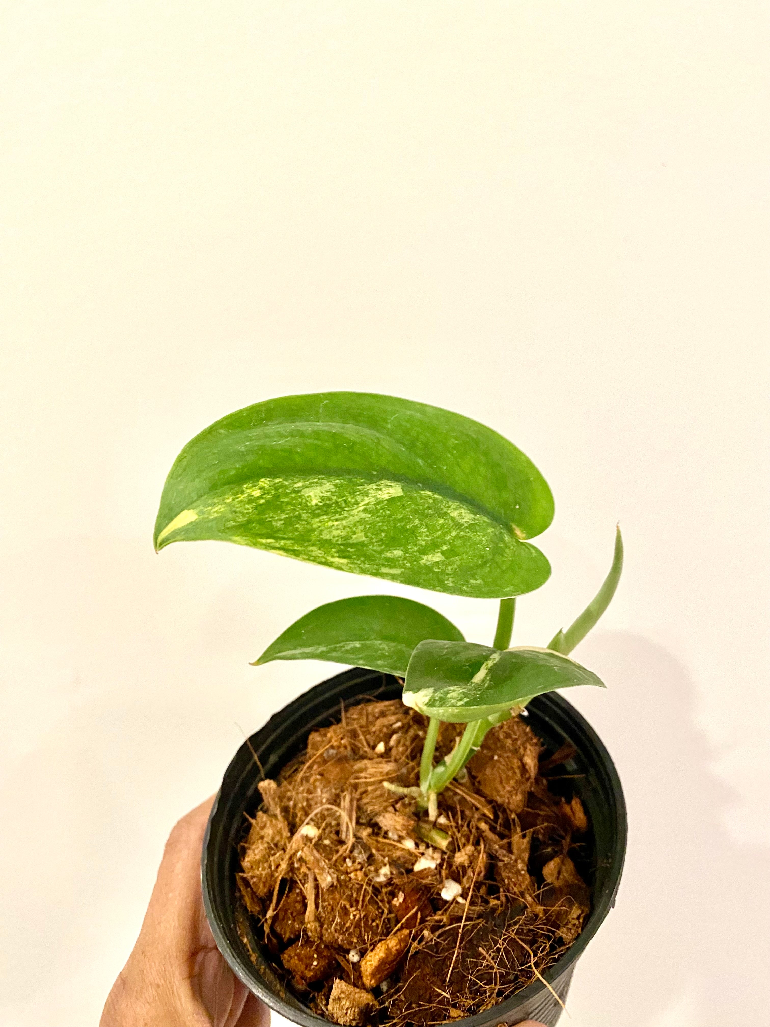 Scindapsis Jade Satin Variegated