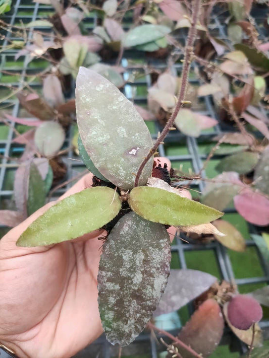 Hoya Caudata Sumatra
