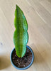 Load image into Gallery viewer, Sansevieria Buddha Variegated - Snake Plant