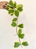Hoya kerri Heart Variegated long vine