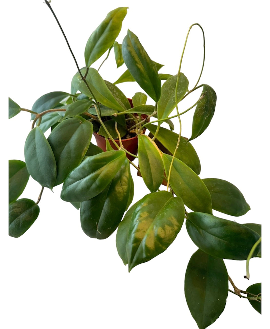 Hoya Excavata