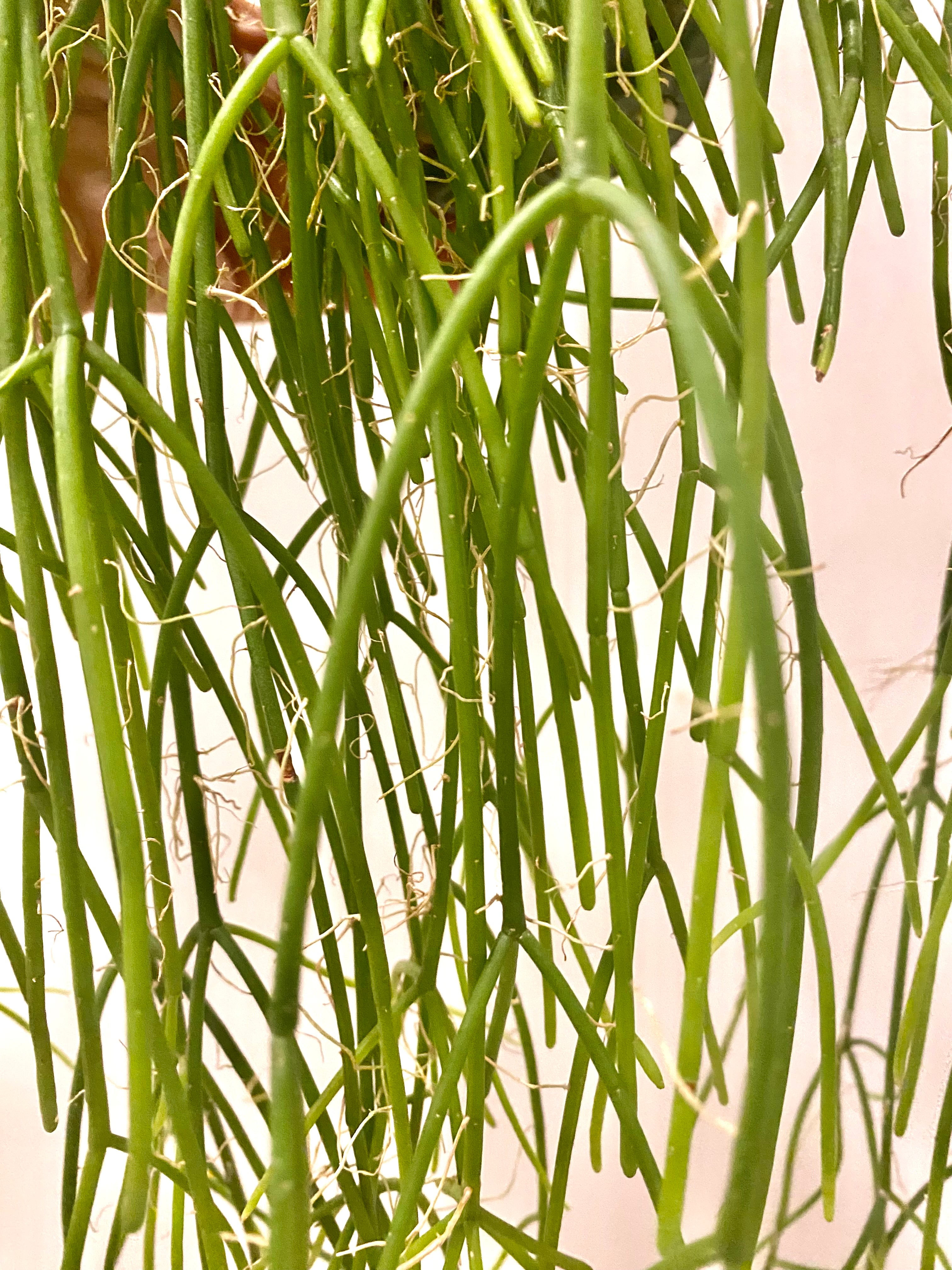 Rhipsalis floccosa Long lush