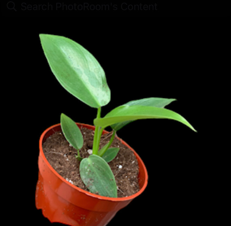 Philodendron Jerry Horne