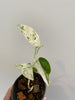 Epipremnum pinnatum marble Variegata small