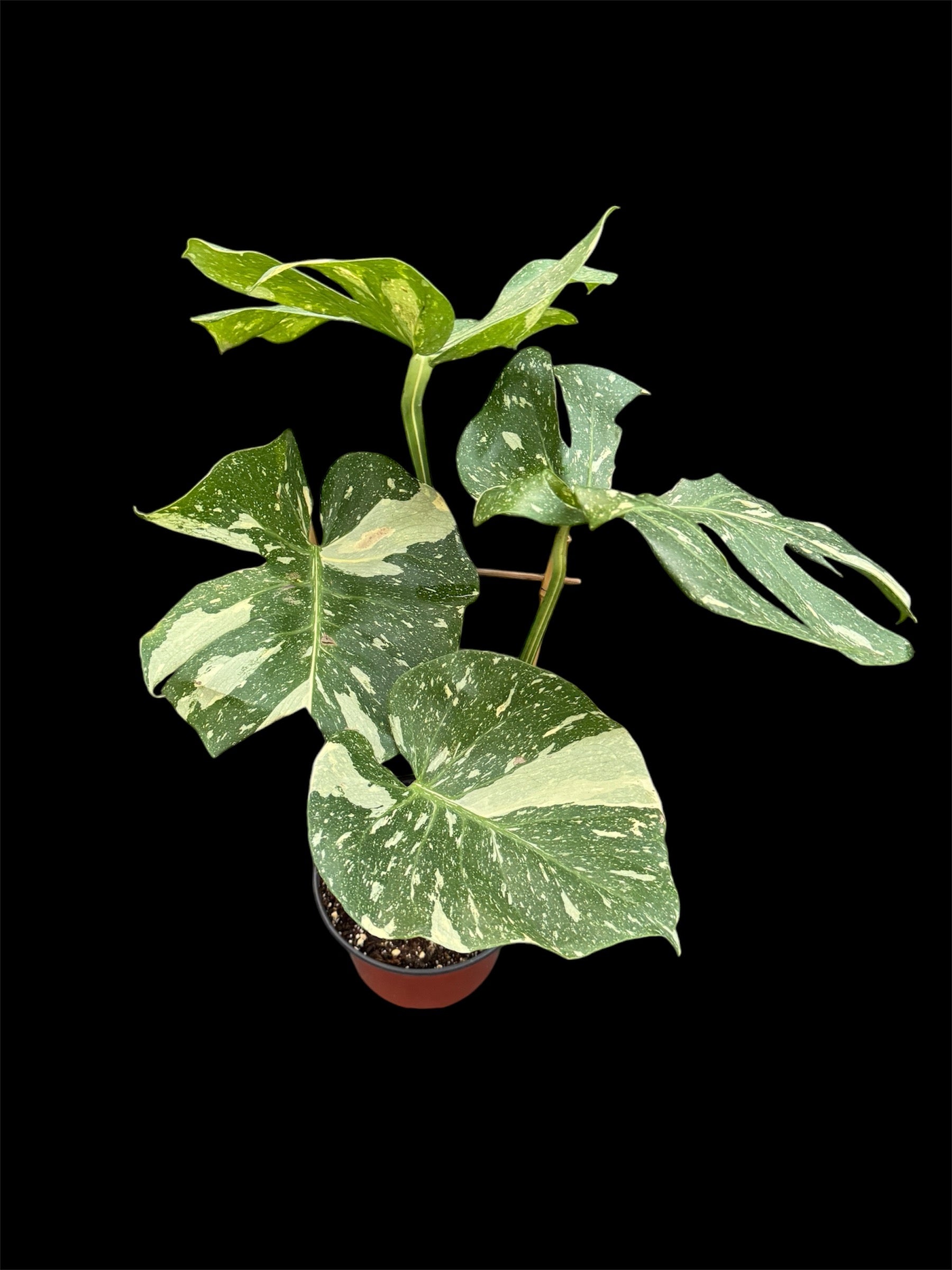 Monstera Thai Constellation Large