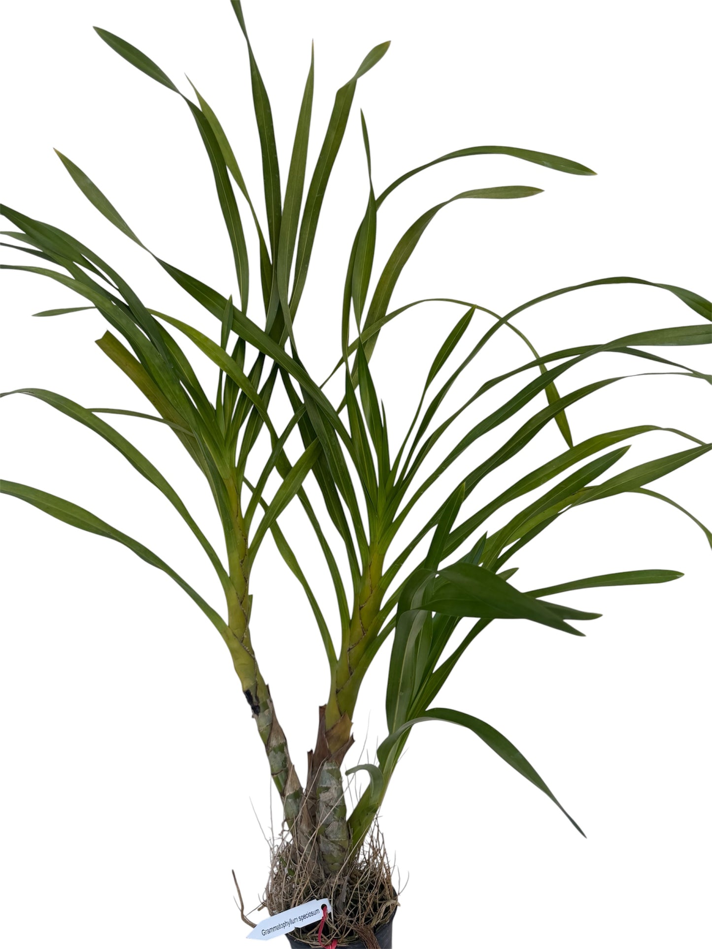 Orchid Grammatophyllum speciosum ( Tiger Orchid )