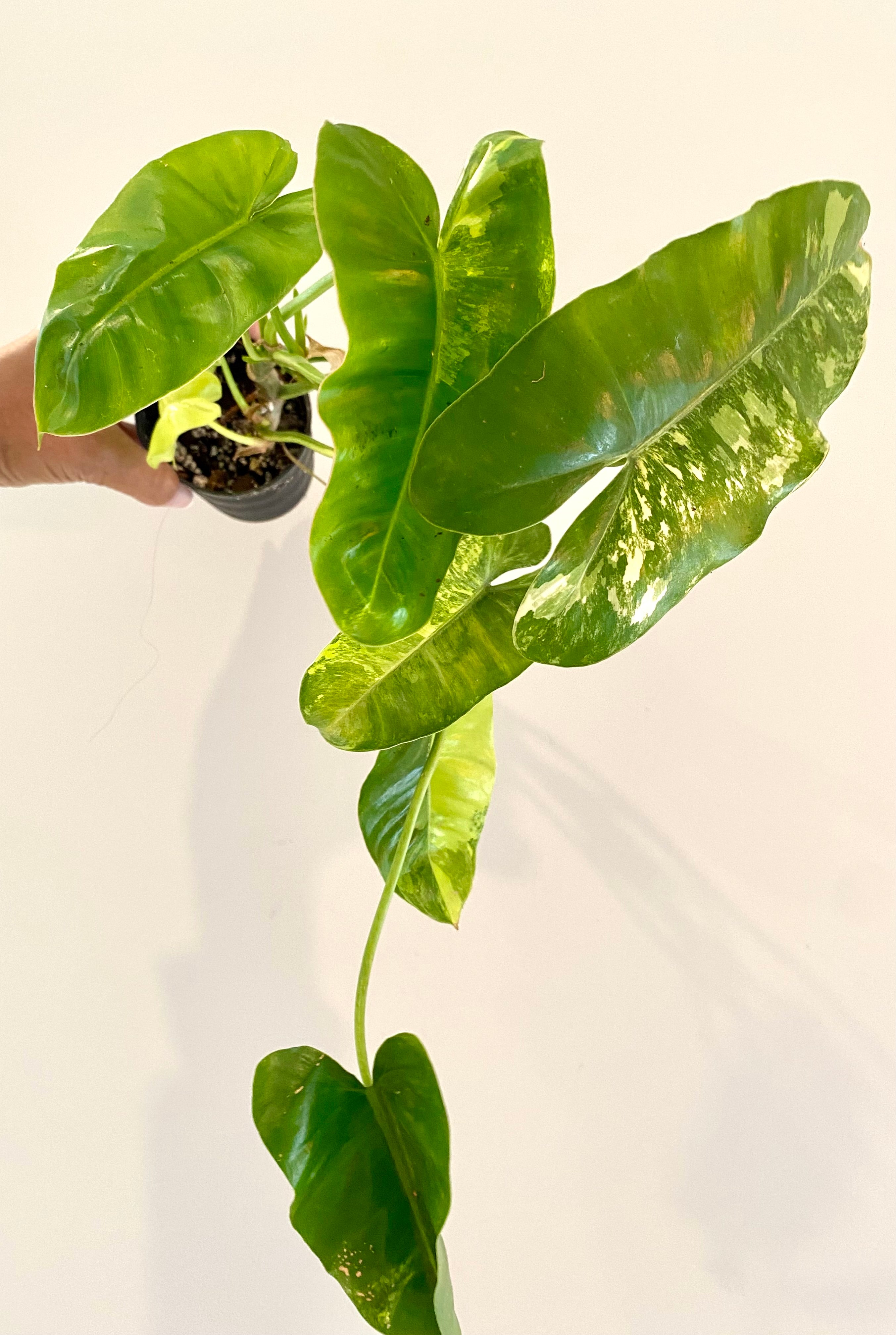 Philodendron Burle Variegated Max Large