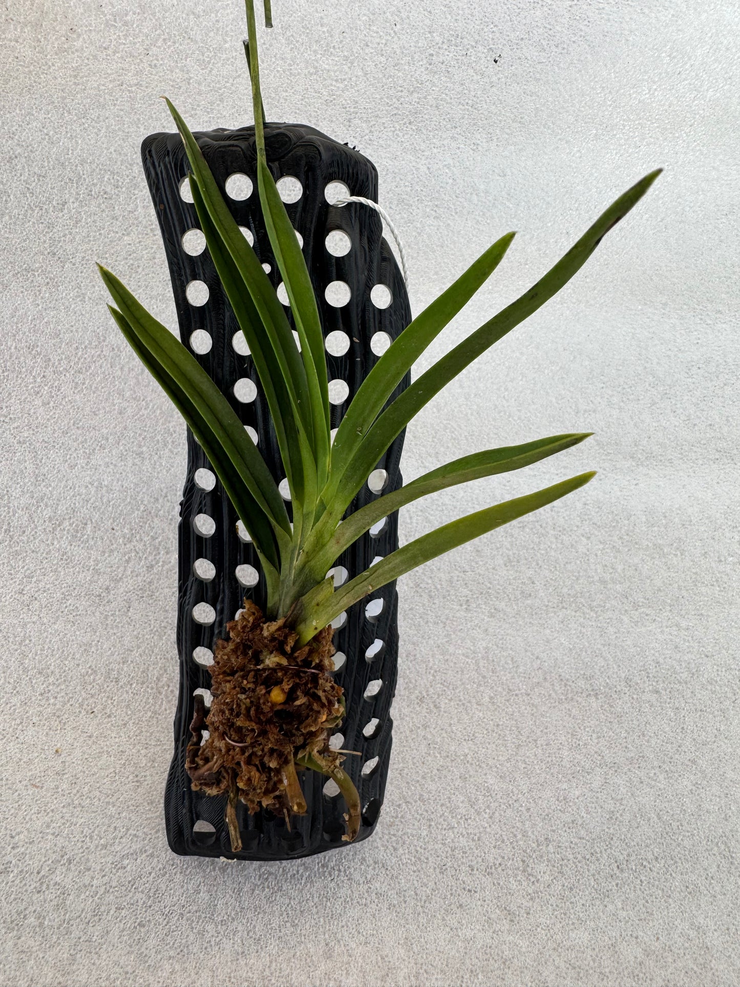 Orchid Varieties