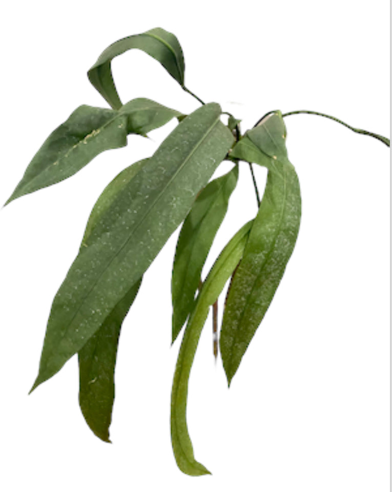 Anthurium Vittarifolium  Ecuador