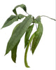 Load image into Gallery viewer, Anthurium Vittarifolium  Ecuador