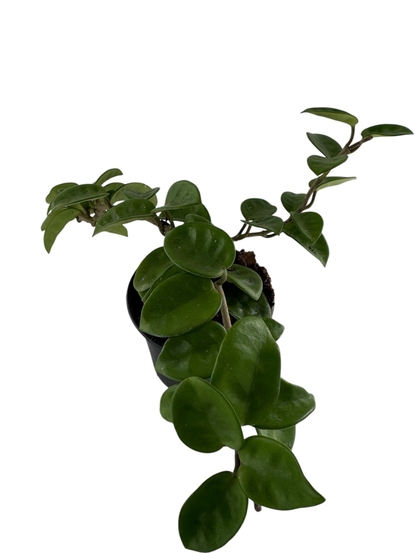 Hoya Carosa krinkle 8