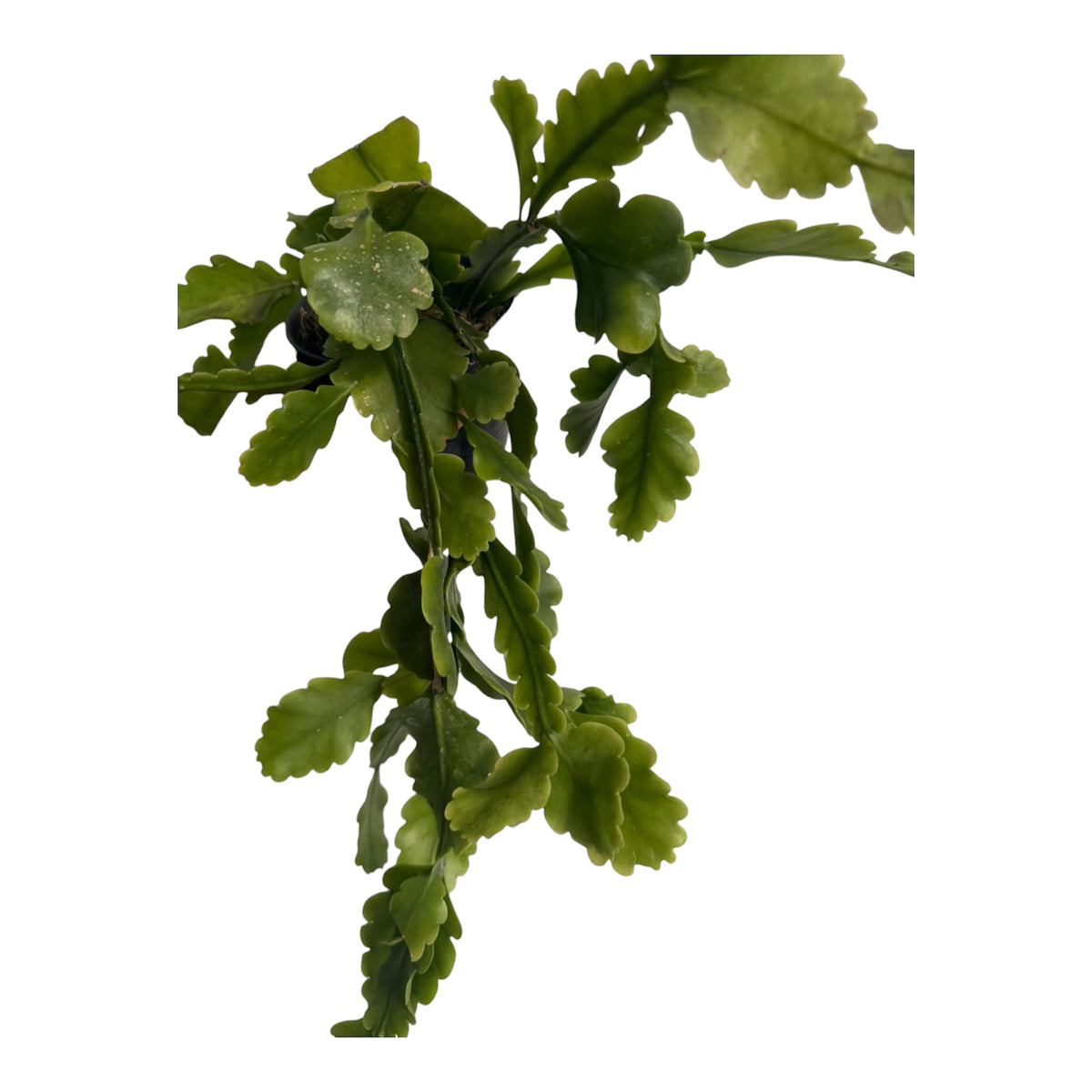 Rhipsalis Oblonga