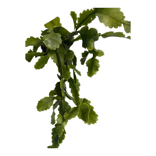 Rhipsalis Oblonga