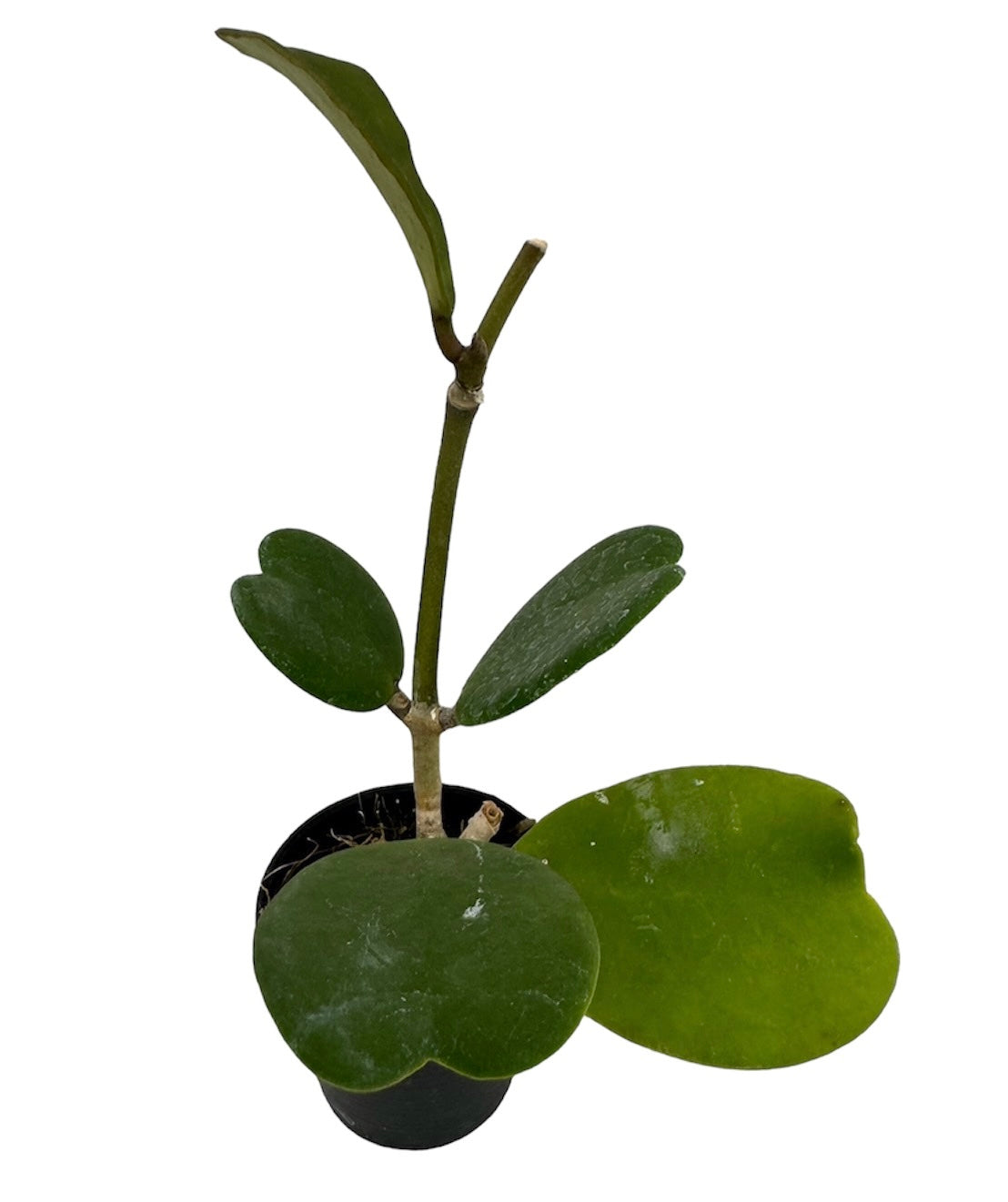 Hoya kerrii heart green mini leaves