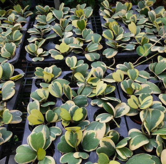 Hoya Kerri Variegated