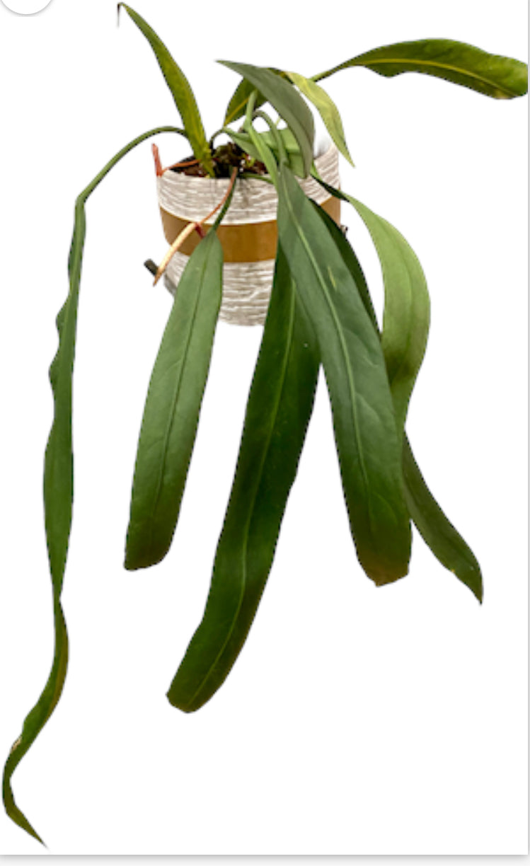 Anthurium Vittarifolium  Ecuador