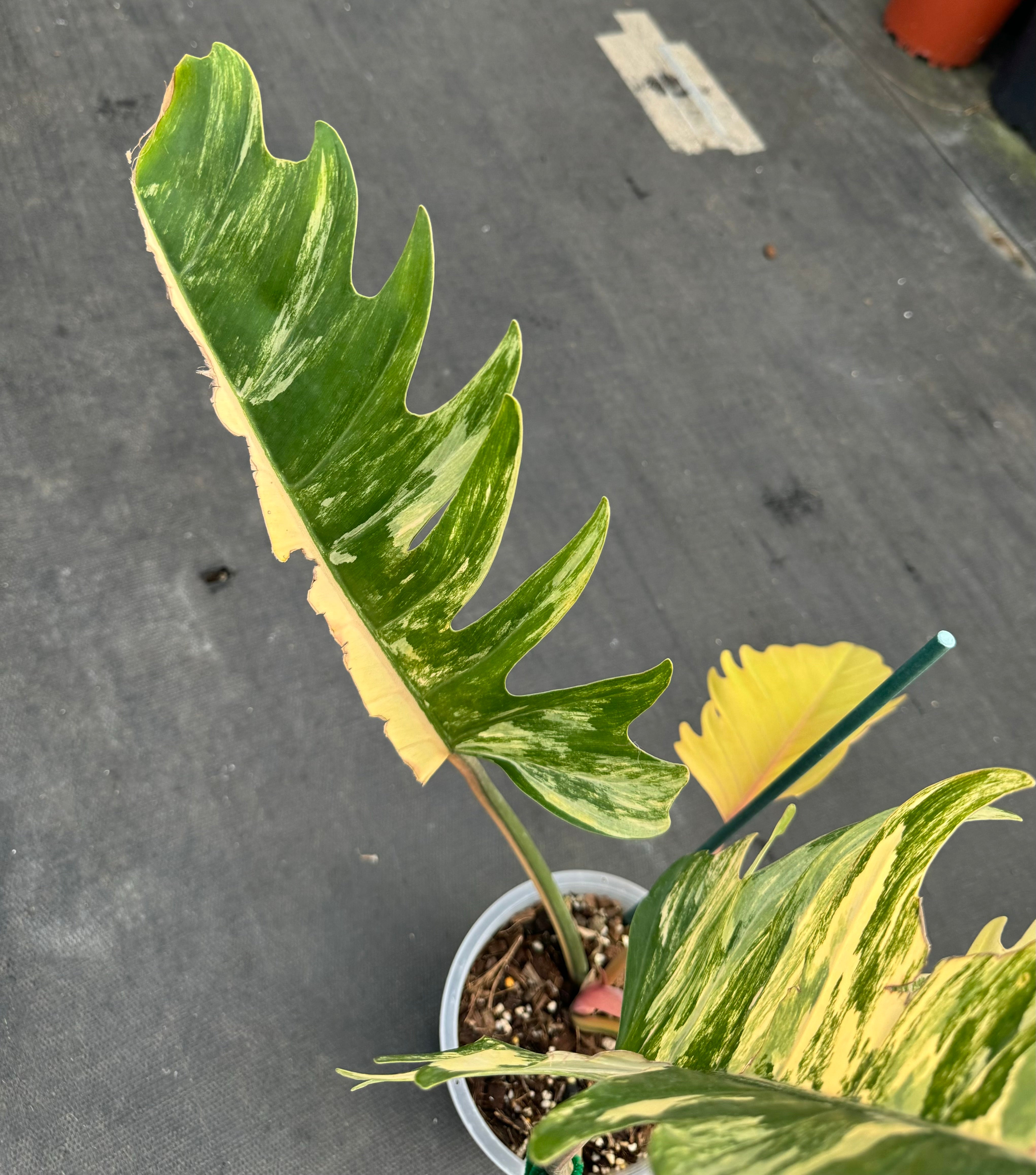 Philodendron Caramel Marble Variegated