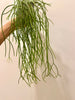 Load image into Gallery viewer, Rhipsalis floccosa Long lush