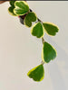 Hoya Kerri Heart Variegated Short vine