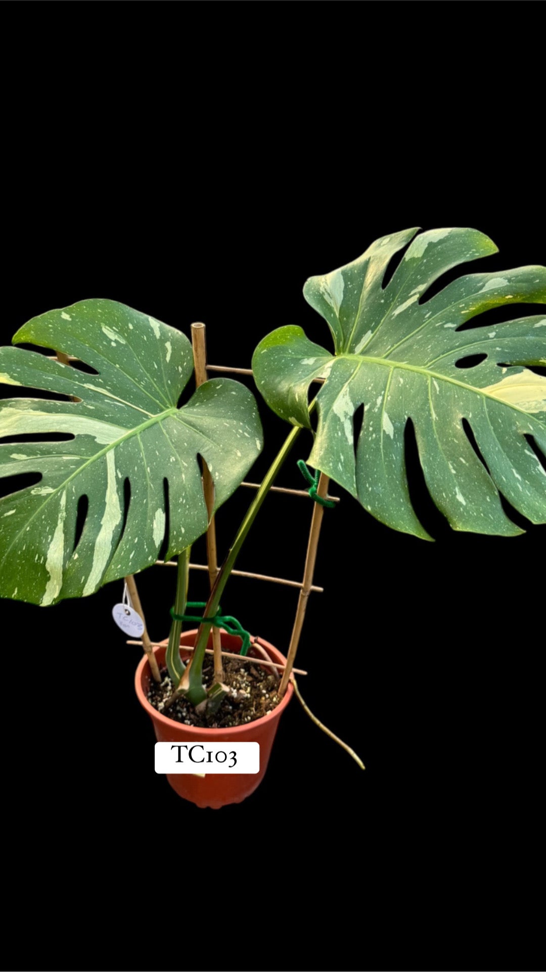 Monstera Tiger Thai constellation