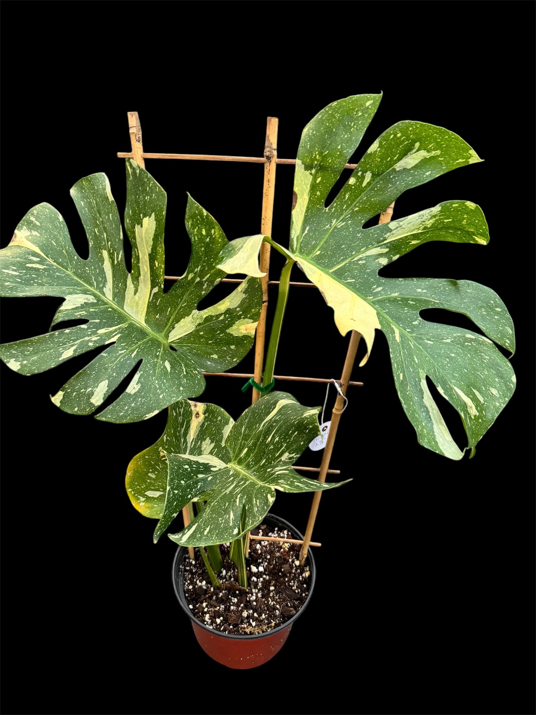 Monstera Tiger Thai Constellation