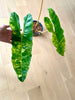 Philodendron Billietia variegated X-Large 3 leafers