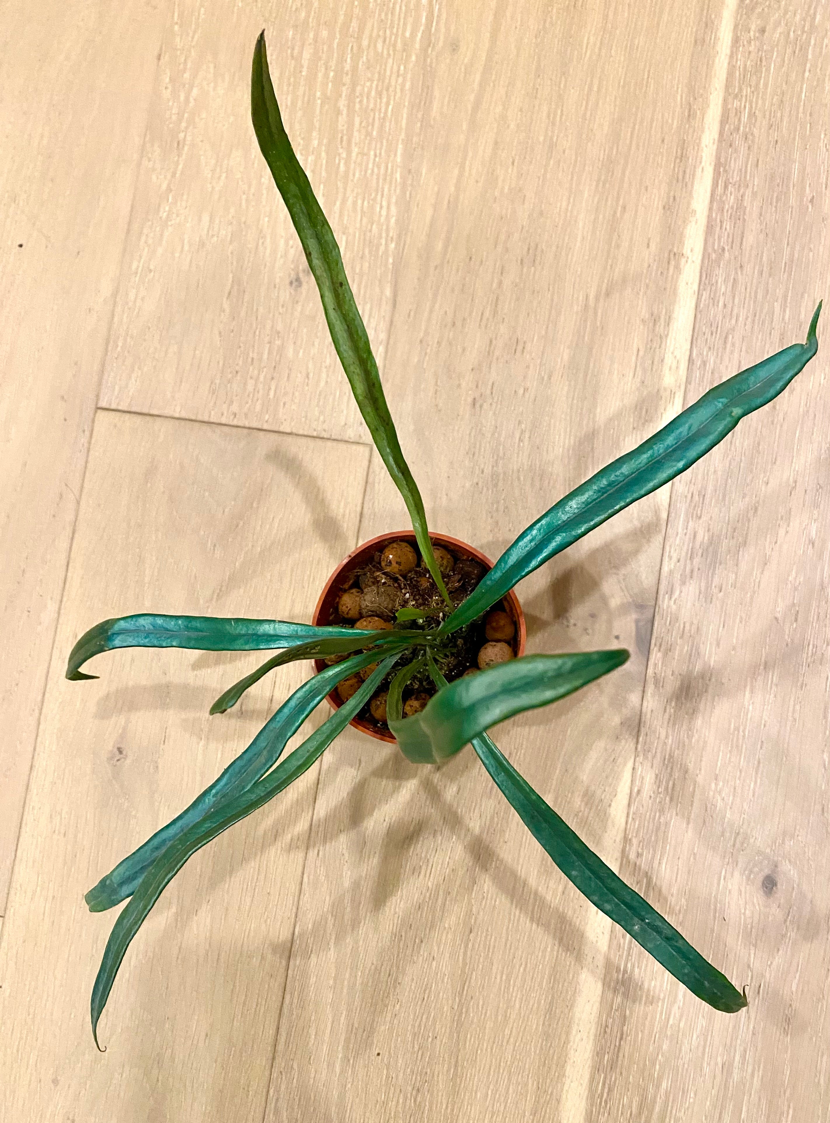 Microsorum thailandicum ( blue oil fern )