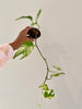 Epipremnum Pinnatum Marble( long Vine)