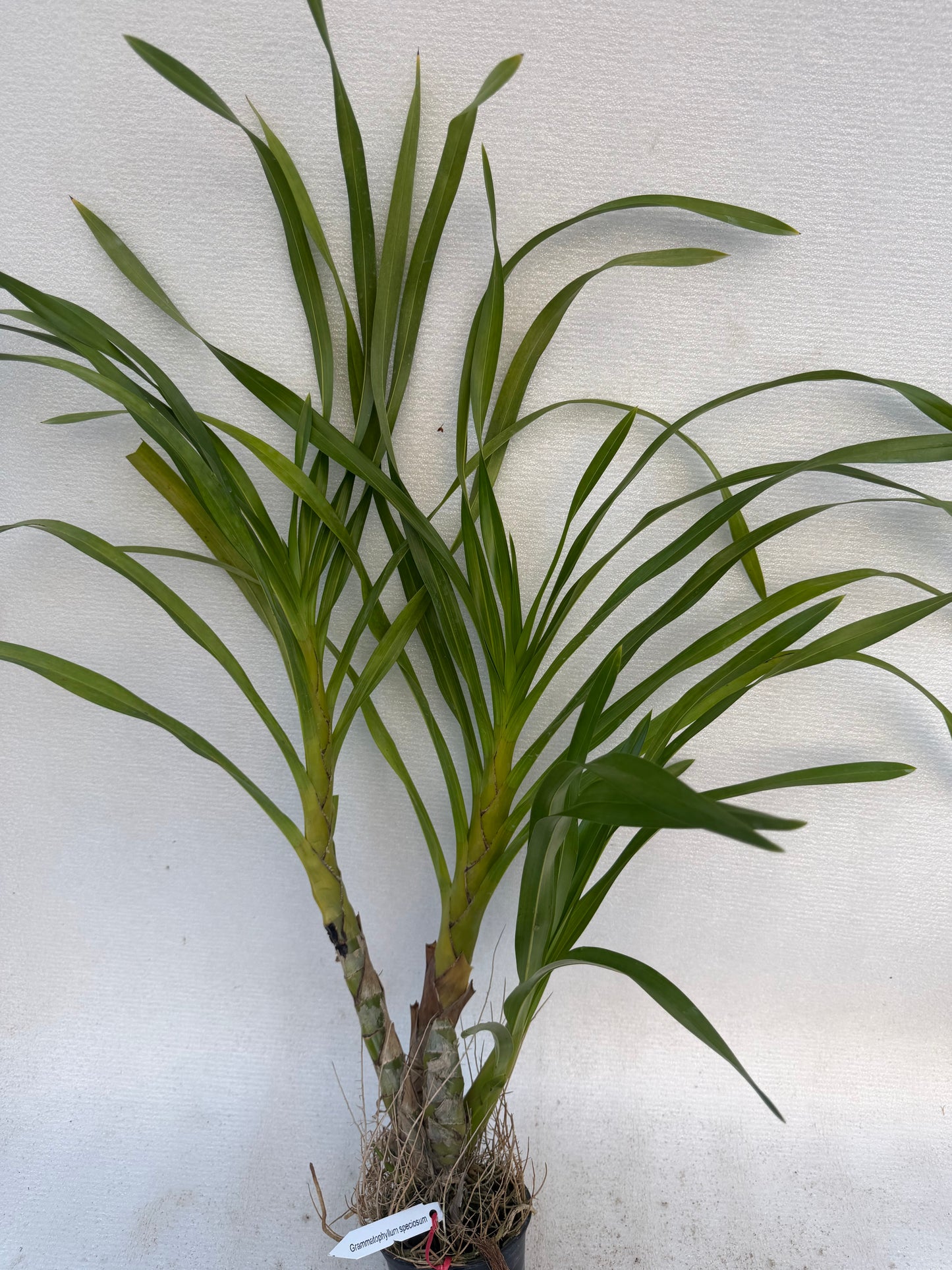 Orchid Grammatophyllum speciosum ( Tiger Orchid )