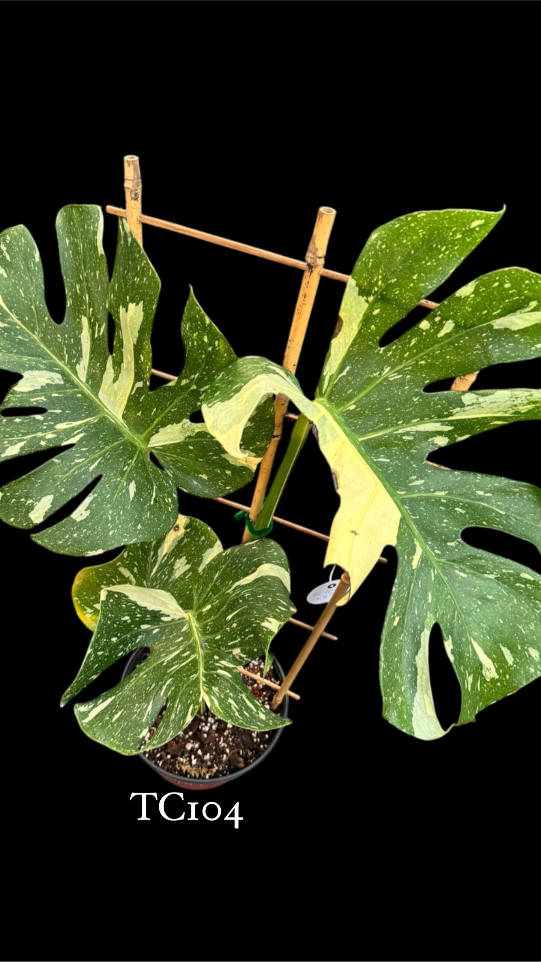 Monstera Tiger Thai Constellation