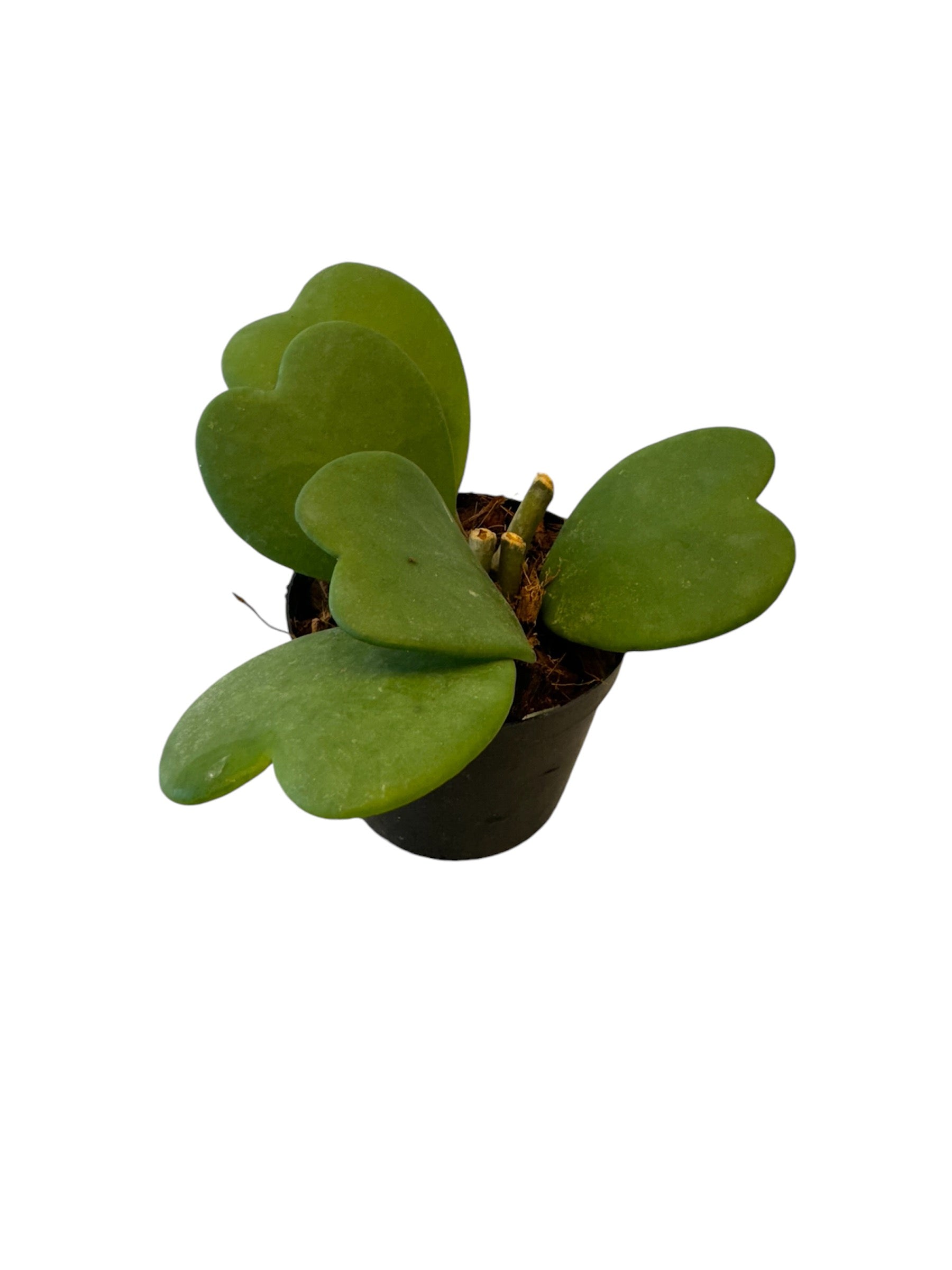 Hoya Kerri Heart Green large leaves