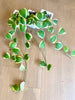 Hoya kerri Heart Variegated long vine