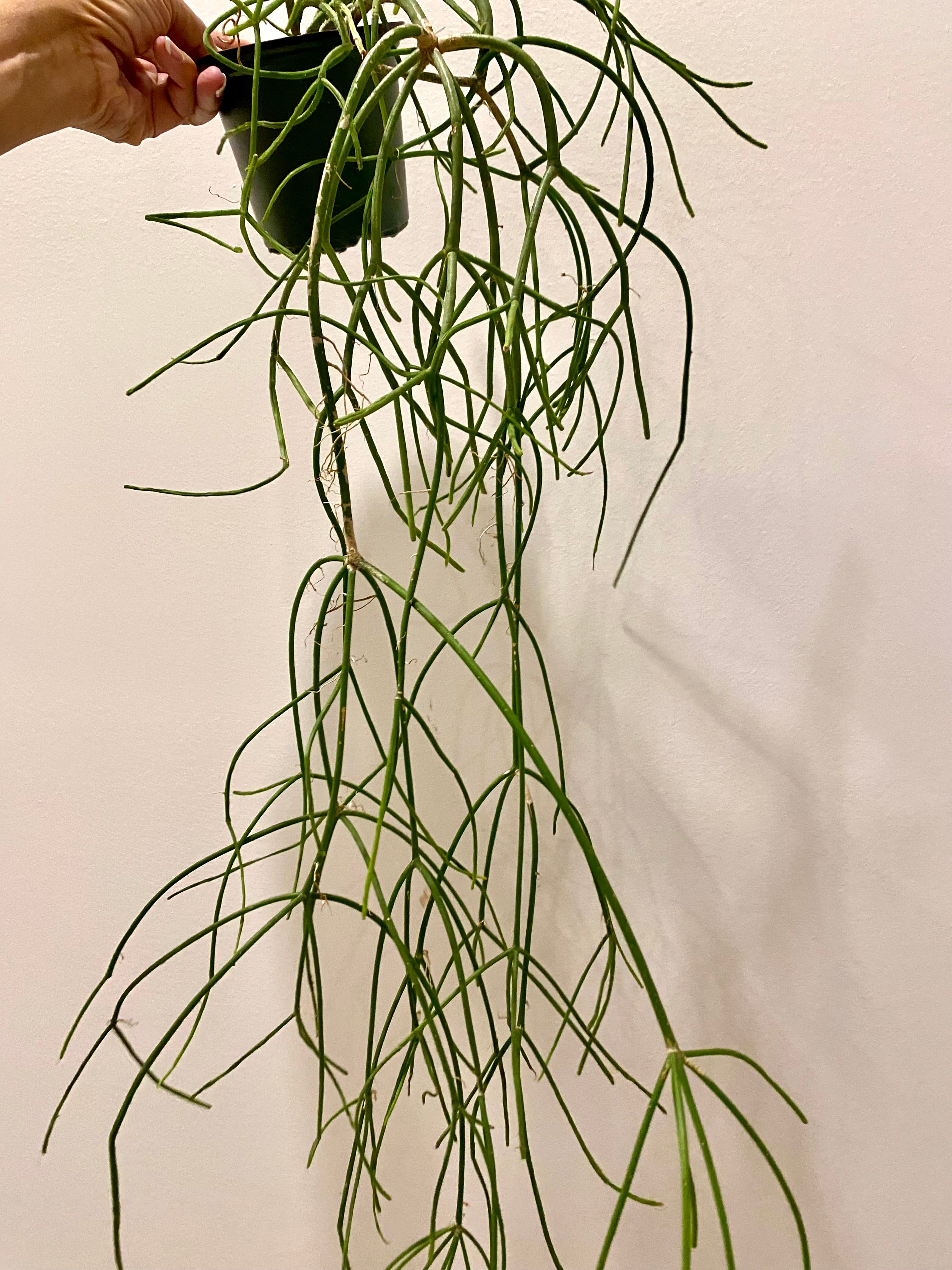 Rhipsalis Floccosa